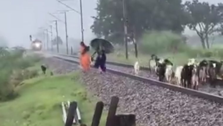 प्रतापगढ़ में इंटरसिटी एक्सप्रेस से कटकर दो दर्जन बकरियों की दर्दनाक मौत, हादसे का वीडियो वायरल