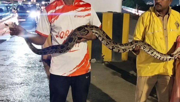 मुंबई के बांद्रा में 9 फीट लंबा अजगर मिला, रेस्क्यू के बाद जंगल में छोड़ा गया