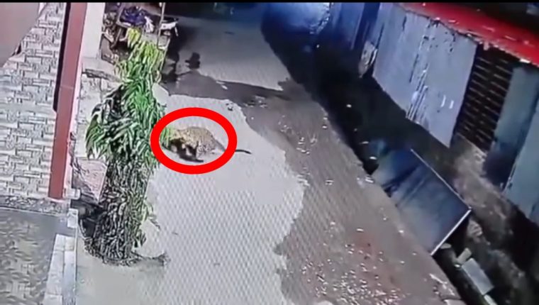 ऋषिकेश के छिदरवाला इलाके में आबादी के बीच पहुंचा गुलदार, कुत्ते को बनाया शिकार; वीडियो सामने आने से दहशत