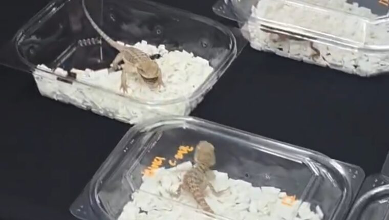 GSCO South Korea में Reptile Festival का वीडियो वायरल, आखिर Reptile को खिलाया जा रहा या खाया जा रहा?