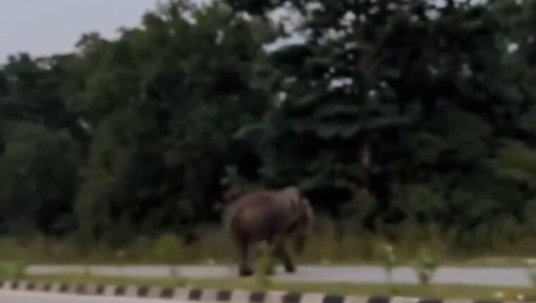 हाथी का वीडियो बनाने उतरा युवक, अचानक दौड़ा गजराज; थार को सूंड से पलटने की कोशिश