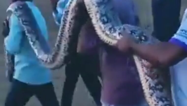 बिहार में खेतों में काम कर रहे किसानों को मिला विशालकाय अजगर, खुद पकड़कर वन विभाग को सौंपा