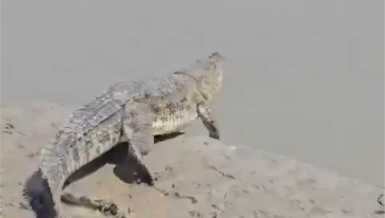 मेरठ की गंग नहर में दिखा विशाल मगरमच्छ, ग्रामीणों में मचा हड़कंप